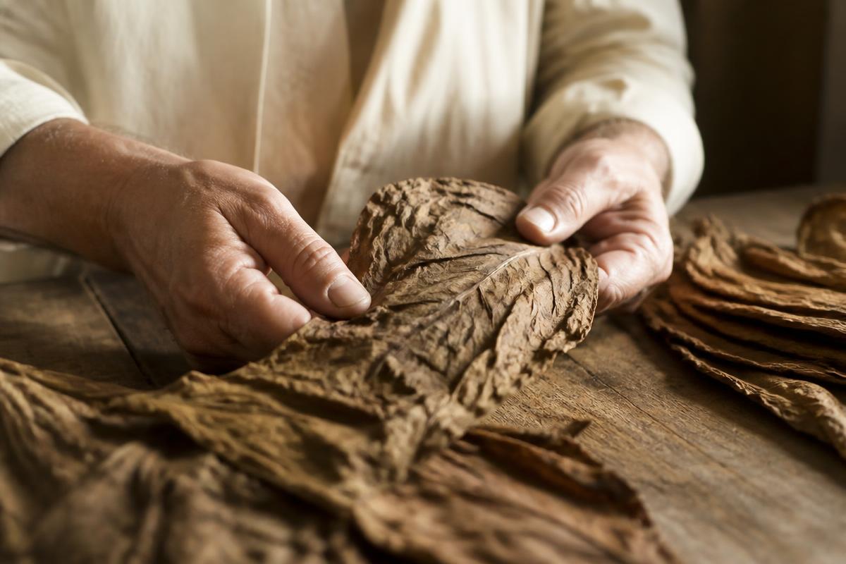Hands sorting whole tobacco leaves